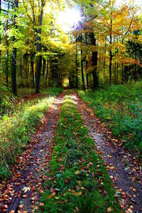 Footpath amidst trees in forest during autumn