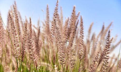 Close-up of stalks in field against blue sky