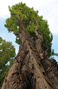 Low angle view of tree trunk against sky