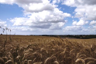 Scenic view of wheat field against sky