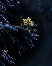 Low angle view of flower tree against sky at night
