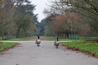 Birds on the road