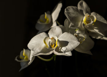 Close-up of white flowers against black background