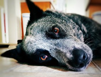 Close-up portrait of dog