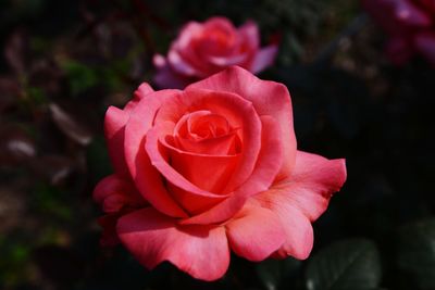 Close-up of rose