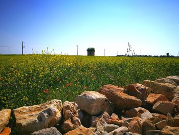 Scenic view of vineyard against clear sky