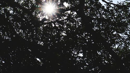 Low angle view of sunlight streaming through tree