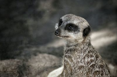 Close-up of meerkat looking away