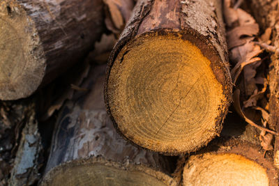 Close-up of logs in forest