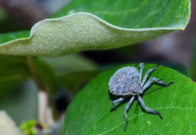 Close-up of insect on leaf