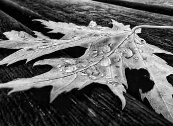 Close-up of raindrops on maple leaves