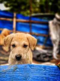Close-up portrait of puppy