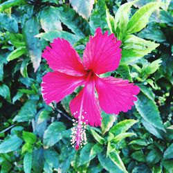 Close-up of pink flower blooming outdoors