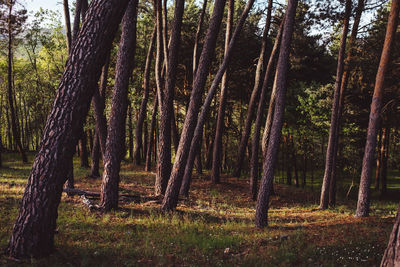 Trees in forest