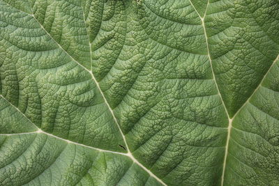 Full frame shot of green leaves