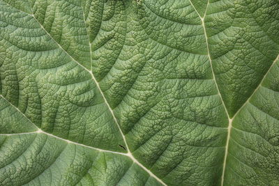 Full frame shot of green leaves