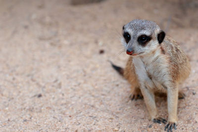 High angle view of meerkat on field