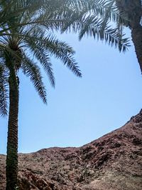 Low angle view of trees against clear sky