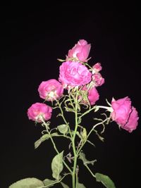 Close-up of pink flowers against black background