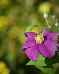 Close-up of flower blooming outdoors