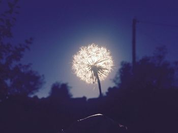 Dandelion flower against sky