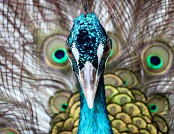 Close-up of peacock