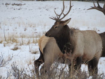 Deer in snow