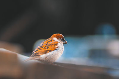 Close-up of bird perching