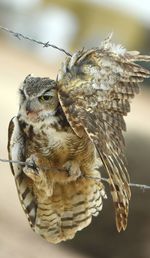 Close-up of owl perching outdoors