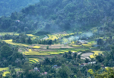 High angle view of agricultural field