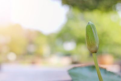 Close-up of flowering plant against blurred background