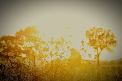 Plant growing on field at sunset