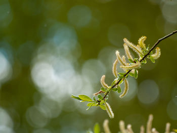 Close-up of plant