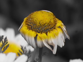 Close-up of yellow flower