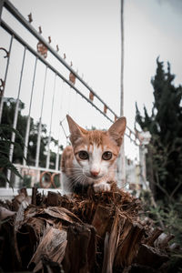 Portrait of cat by plants against sky