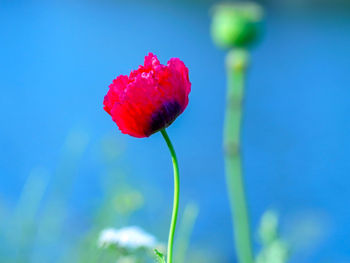 Close-up of red rose flower