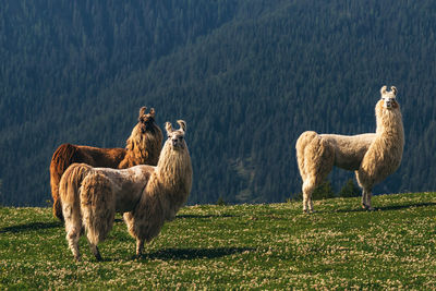 Llamas in the meadow in mountains