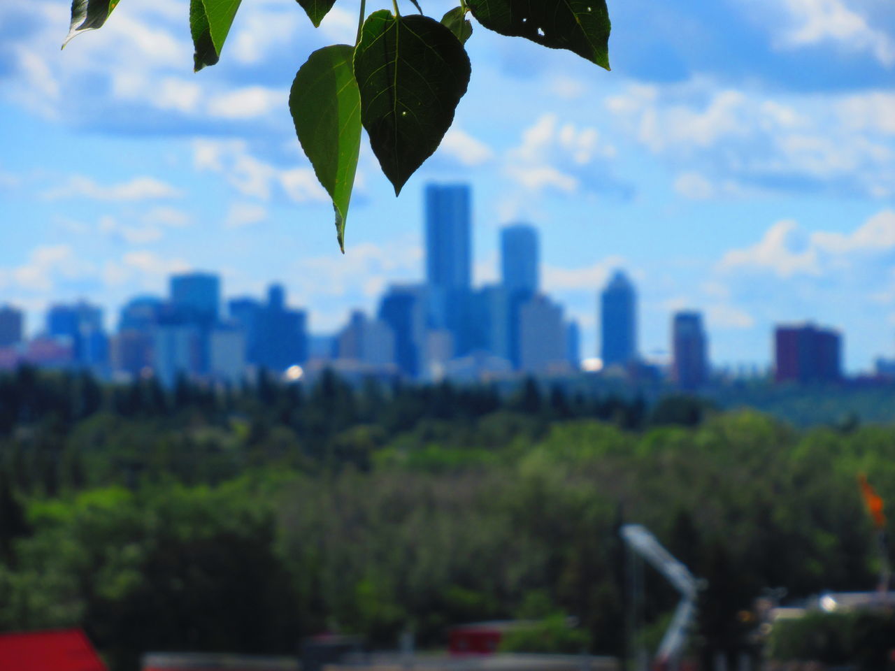 CLOSE-UP OF PLANTS AGAINST SKY IN CITY