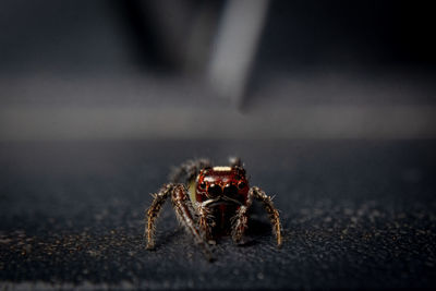 Close-up of spider on table