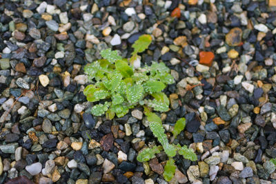 High angle view of small stones