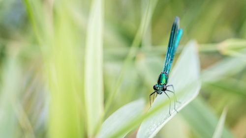 Close-up of insect on green plant