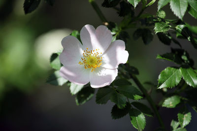 Close-up of white flowering plant