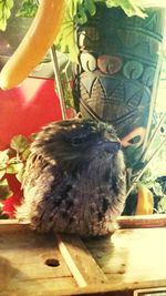 Close-up of cat sleeping