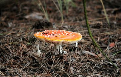 Close-up of fly agaric mushroom in forest