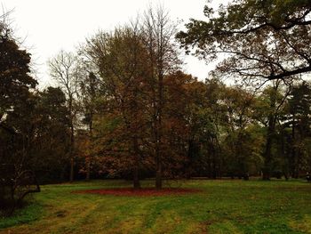 Trees on grassy field