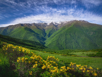 Scenic view of field against sky