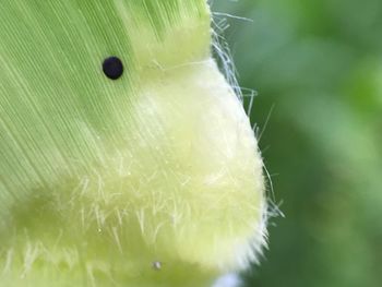 Close-up of caterpillar on flower