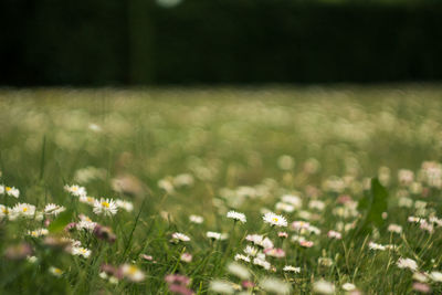 Flowers growing in field