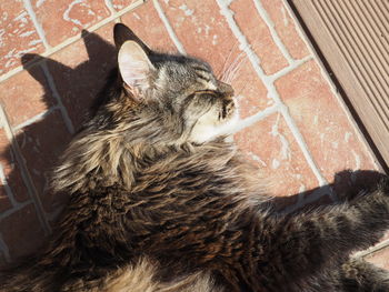High angle view of cat relaxing outdoors