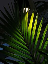 Close-up of palm tree leaves